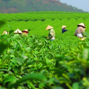 Olejek herbaciany - pochodzenie i właściwości